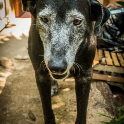 1544183960The yelapa animal project 1544183960The yelapa animal project