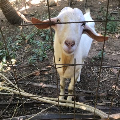 imageThe yelapa animal project imageThe yelapa animal project