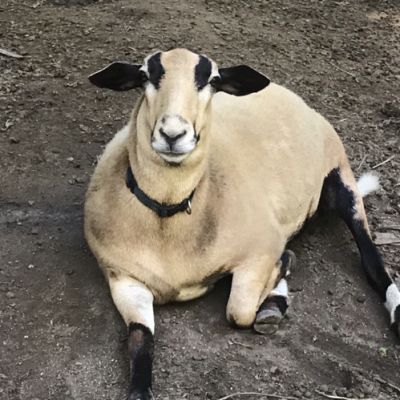 yelapa-animals-7 yelapa-animals-7