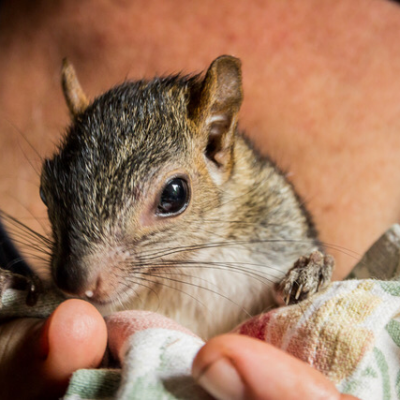 yelapa-animals-8 yelapa-animals-8