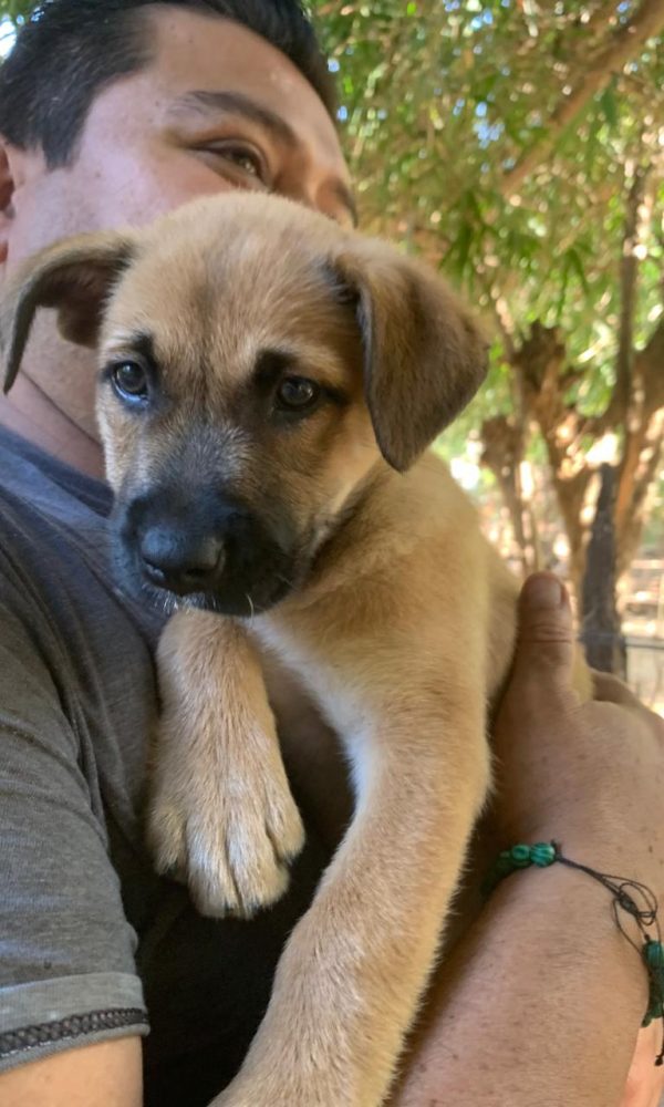 Yelapa Animal Project (12)