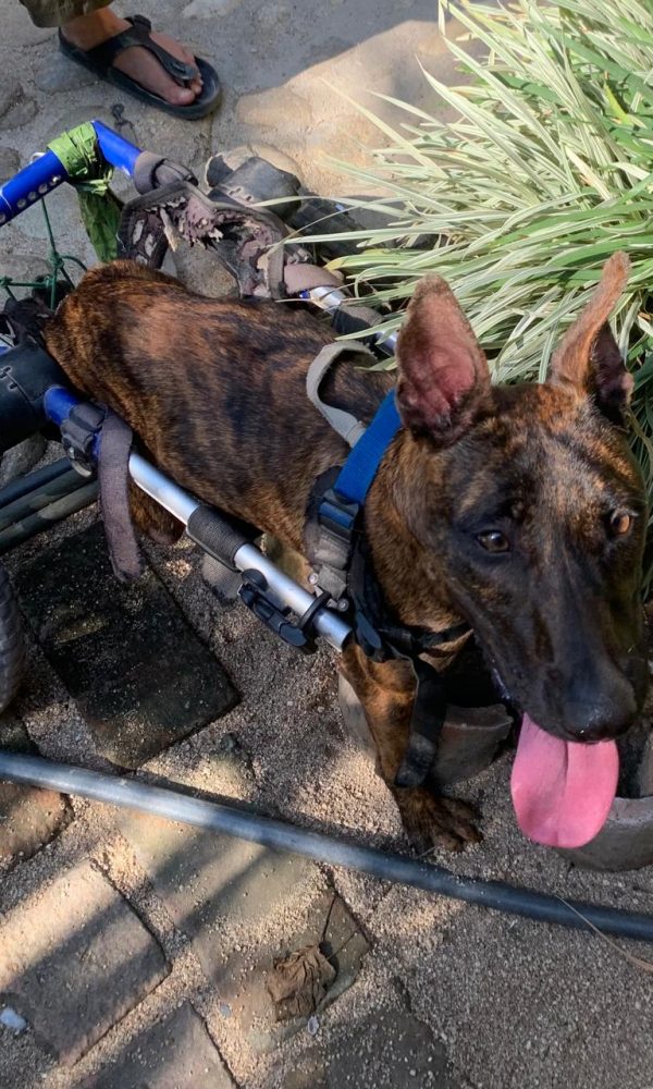 Yelapa Animal Project (14)