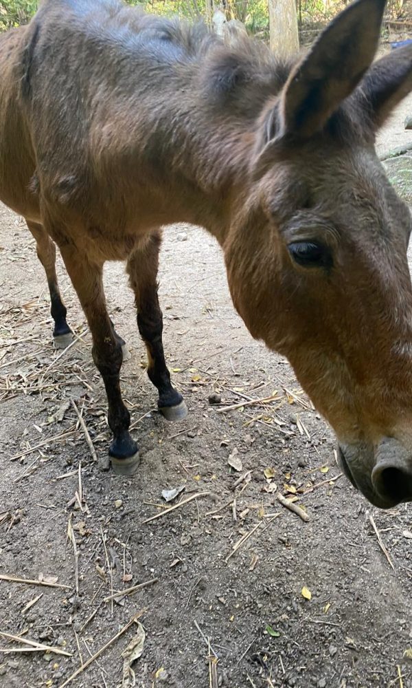 Yelapa Animal Project (15)