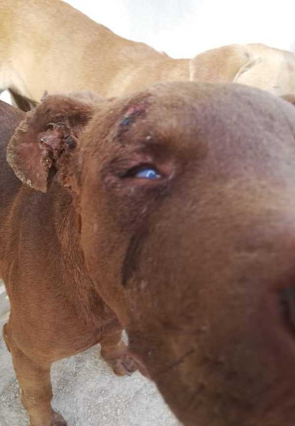 Yelapa Animal Project (17)