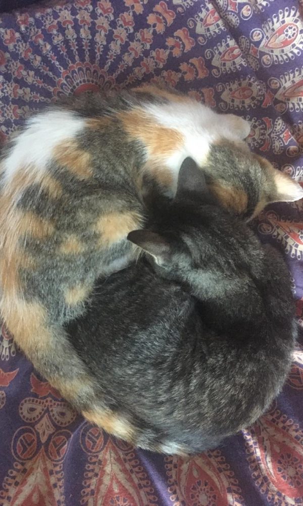 Yelapa Animal Project (18)