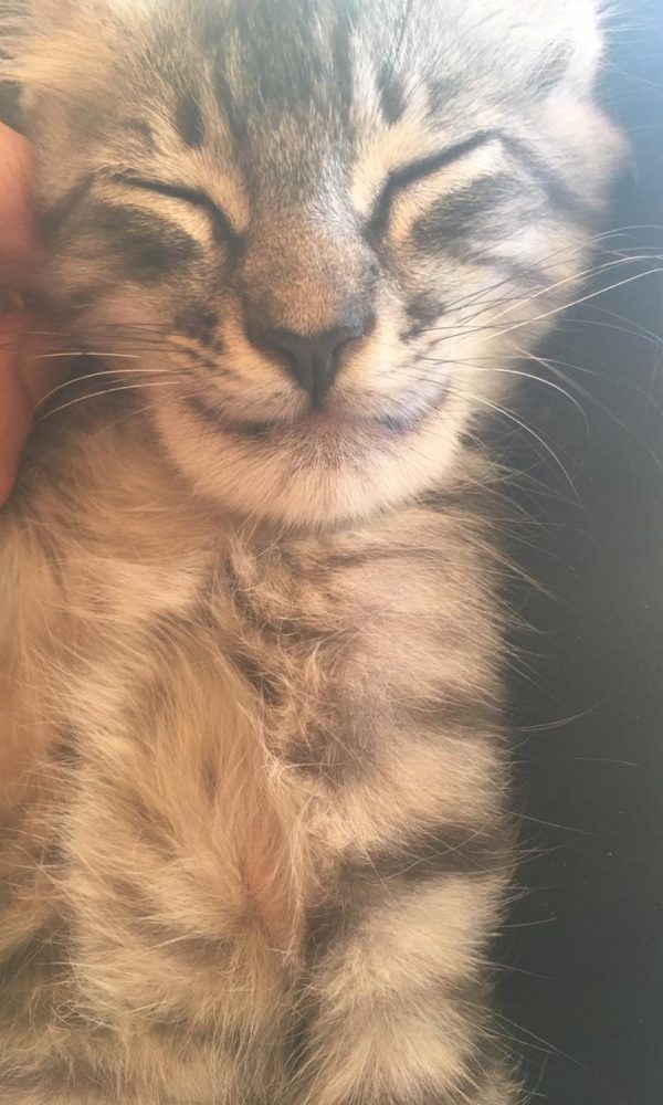 Yelapa Animal Project (19)