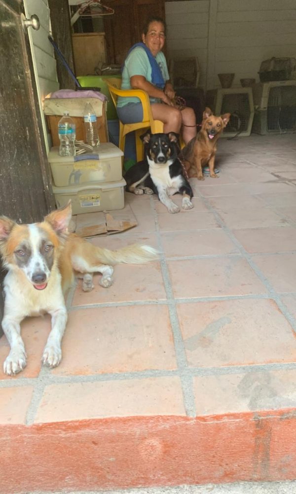 Yelapa Animal Project (2)