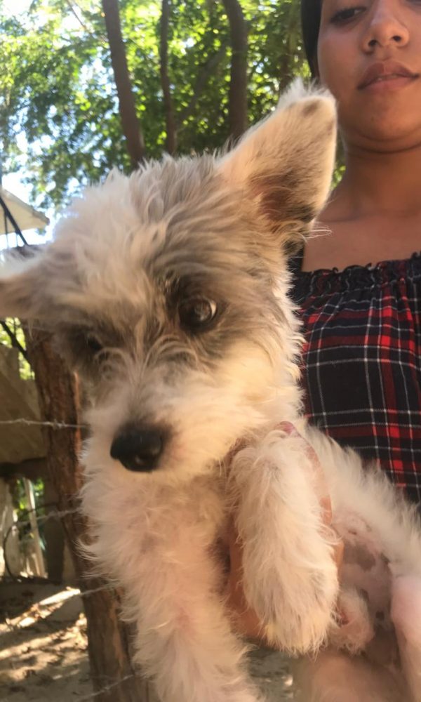 Yelapa Animal Project (20)