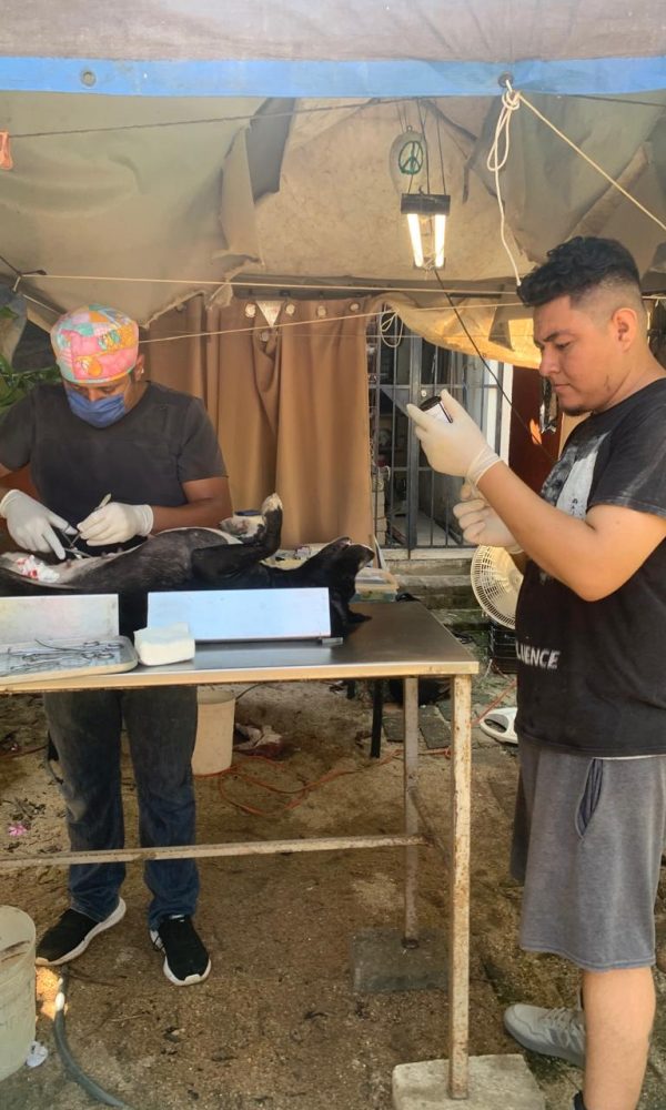 Yelapa Animal Project (3)