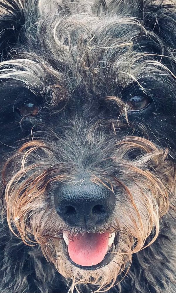 Yelapa Animal Project (4)