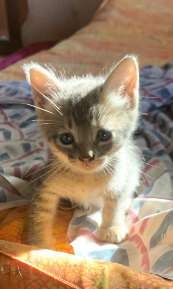 Yelapa Animal Project (6)