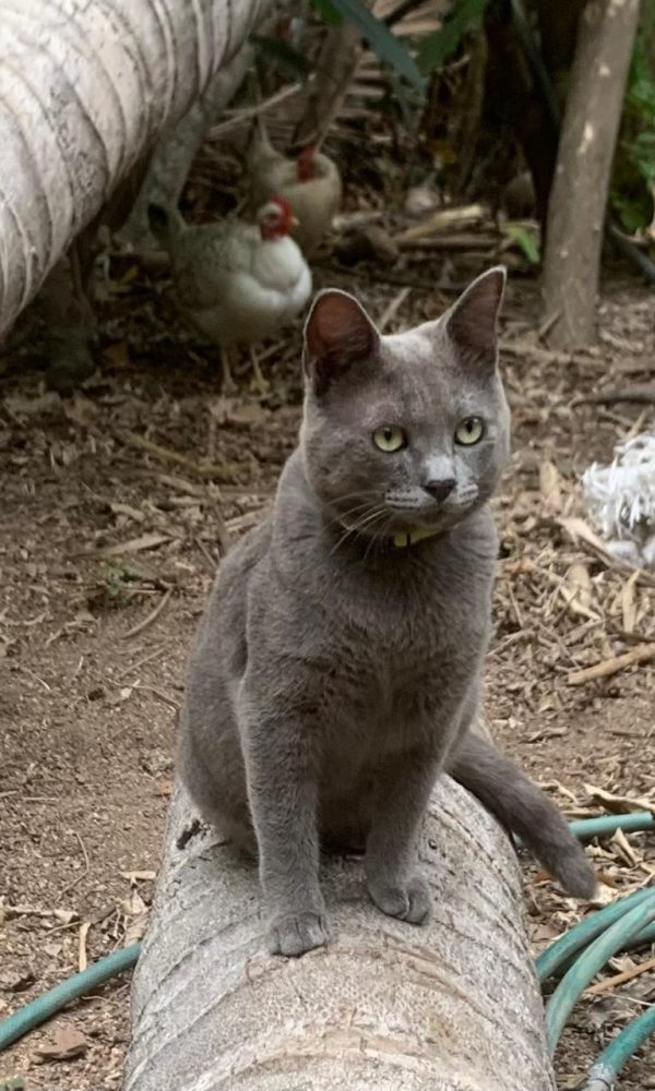 Yelapa Animal Project (7)